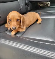 Clyde, a male Dachshund for sale in Newton, IL – 2 of 4