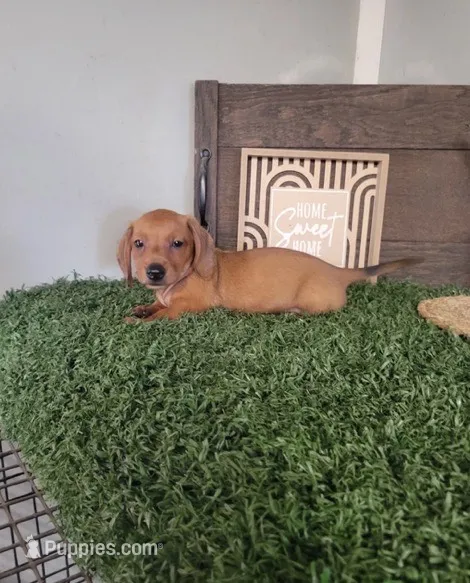 Clyde – Dachshund puppy for sale in Newton, IL