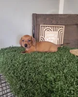 Clyde, a male Dachshund for sale in Newton, IL – 1 of 4