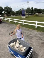 Marshmallow , a male Labrador Retriever for sale in Slocomb, AL – 4 of 4