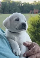 Marshmallow , a male Labrador Retriever for sale in Slocomb, AL – 1 of 4