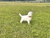 Marshmallow , a male Labrador Retriever for sale in Slocomb, AL – 2 of 4