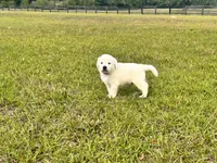 Marshmallow , a male Labrador Retriever for sale in Slocomb, AL – 3 of 4