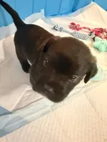 Shadow, a  Boston Terrier and Poodle - Standard  for sale in Miami, FL – 3 of 10