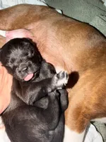 Shadow, a  Boston Terrier and Poodle - Standard  for sale in Miami, FL – 7 of 10