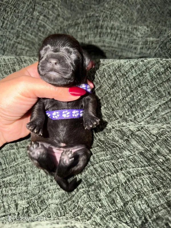 Shadow – Boston Terrier, Poodle - Standard  puppy for sale in Miami, FL