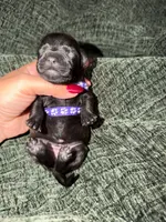 Shadow, a  Boston Terrier and Poodle - Standard  for sale in Miami, FL – 1 of 10