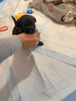 Shadow, a  Boston Terrier and Poodle - Standard  for sale in Miami, FL – 6 of 10