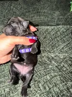 Shadow, a  Boston Terrier and Poodle - Standard  for sale in Miami, FL – 8 of 10