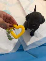 Shadow, a  Boston Terrier and Poodle - Standard  for sale in Miami, FL – 2 of 10