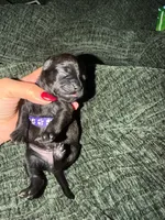 Shadow, a  Boston Terrier and Poodle - Standard  for sale in Miami, FL – 10 of 10