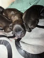 Shadow, a  Boston Terrier and Poodle - Standard  for sale in Miami, FL – 9 of 10