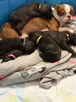 Shadow, a  Boston Terrier and Poodle - Standard  for sale in Miami, FL – 5 of 10