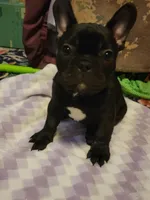 Baby Bear, a male French Bulldog for sale in Northfield, VT – Photo 1 of 2