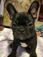 Baby Bear, a male French Bulldog for sale in Northfield, VT – Photo 2 of 2