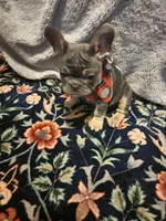 Shy, a female French Bulldog for sale in Northfield, VT – Photo 2 of 2