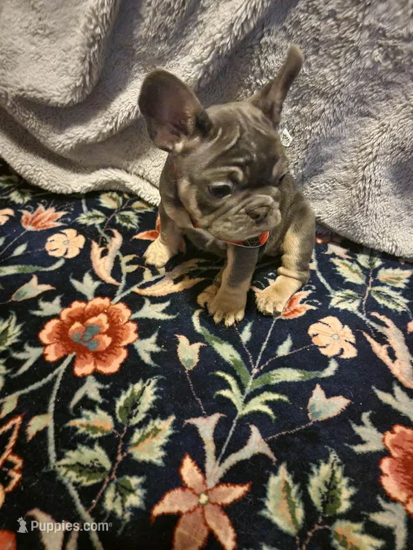 Shy – French Bulldog puppy for sale in Northfield, VT