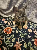 Shy, a female French Bulldog for sale in Northfield, VT – Photo 1 of 2