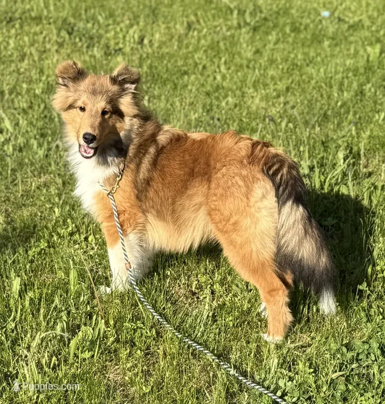 Archie – Shetland Sheepdog puppy for sale in Northfield, VT