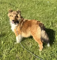 Archie, a male Shetland Sheepdog for sale in Northfield, VT – 1 of 6