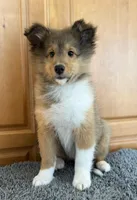 Orange, a male Shetland Sheepdog for sale in Northfield, VT – Photo 2 of 3