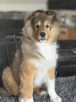 Orange, a male Shetland Sheepdog for sale in Northfield, VT – Photo 1 of 3