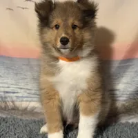 Orange, a male Shetland Sheepdog for sale in Northfield, VT – Photo 3 of 3