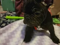 Diego, a male French Bulldog for sale in Northfield, VT – Photo 1 of 2