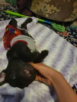 Diego, a male French Bulldog for sale in Northfield, VT – Photo 2 of 2