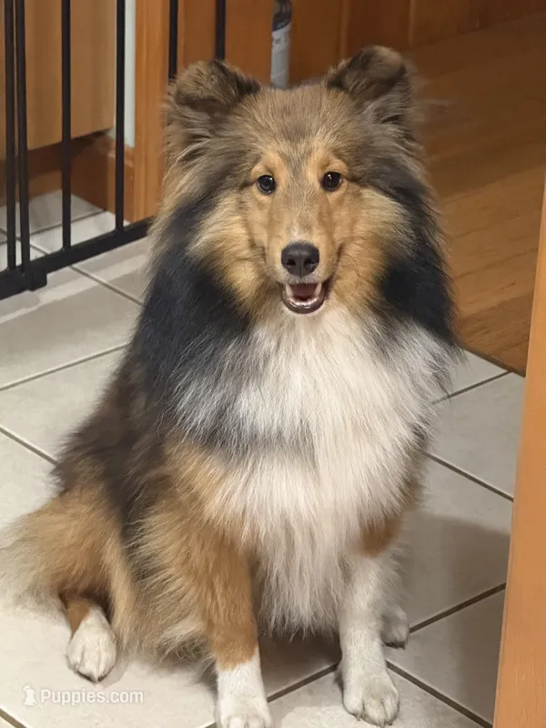 Finn – Shetland Sheepdog puppy for sale in Northfield, VT