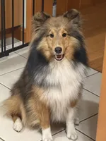 Finn, a male Shetland Sheepdog for sale in Northfield, VT – 1 of 7