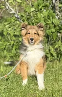 Archie, a male Shetland Sheepdog for sale in Northfield, VT – 3 of 6