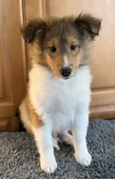 Yellow, a male Shetland Sheepdog for sale in Northfield, VT – Photo 2 of 3