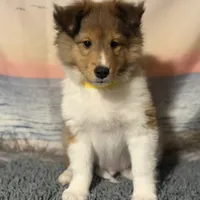 Yellow, a male Shetland Sheepdog for sale in Northfield, VT – Photo 3 of 3