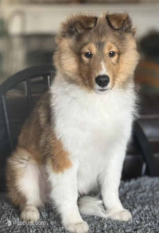 Yellow – Shetland Sheepdog puppy for sale in Northfield, VT