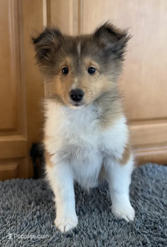 Purple – Shetland Sheepdog puppy on hold in Northfield, VT