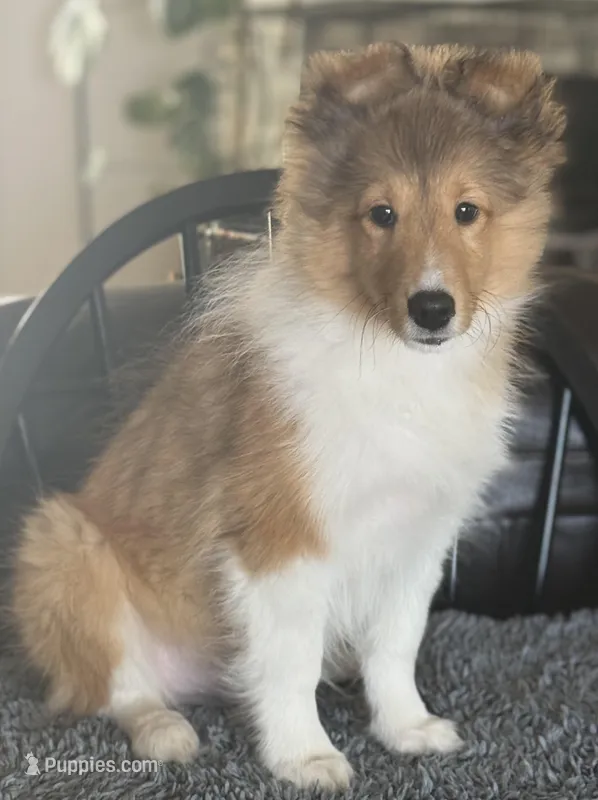 Blue – Shetland Sheepdog puppy for sale in Northfield, VT