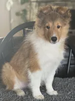 Blue, a male Shetland Sheepdog for sale in Northfield, VT – Photo 1 of 3