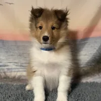 Blue, a male Shetland Sheepdog for sale in Northfield, VT – Photo 3 of 3