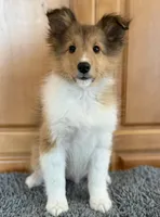 Blue, a male Shetland Sheepdog for sale in Northfield, VT – Photo 2 of 3