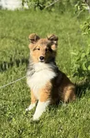 Archie, a male Shetland Sheepdog for sale in Northfield, VT – 2 of 6