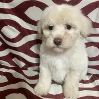 Puppy 3, a male Poodle - Miniature  for sale in Houston, TX – Photo 4 of 5