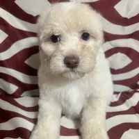 Puppy 3, a male Poodle - Miniature  for sale in Houston, TX – Photo 5 of 5