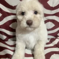 Puppy 3, a male Poodle - Miniature  for sale in Houston, TX – Photo 2 of 5