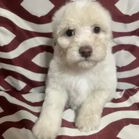 Puppy 3, a male Poodle - Miniature  for sale in Houston, TX – Photo 1 of 5