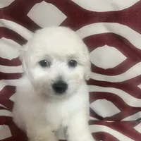 Puppy 1, a male Poodle - Miniature  for sale in Houston, TX – Photo 5 of 7