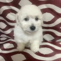 Puppy 1, a male Poodle - Miniature  for sale in Houston, TX – Photo 3 of 7