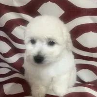 Puppy 1, a male Poodle - Miniature  for sale in Houston, TX – Photo 4 of 7