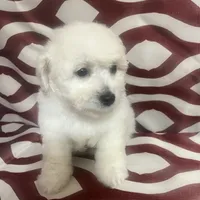 Puppy 1, a male Poodle - Miniature  for sale in Houston, TX – Photo 1 of 7