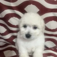 Puppy 1, a male Poodle - Miniature  for sale in Houston, TX – Photo 7 of 7